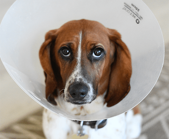 Soft Tissue Surgery